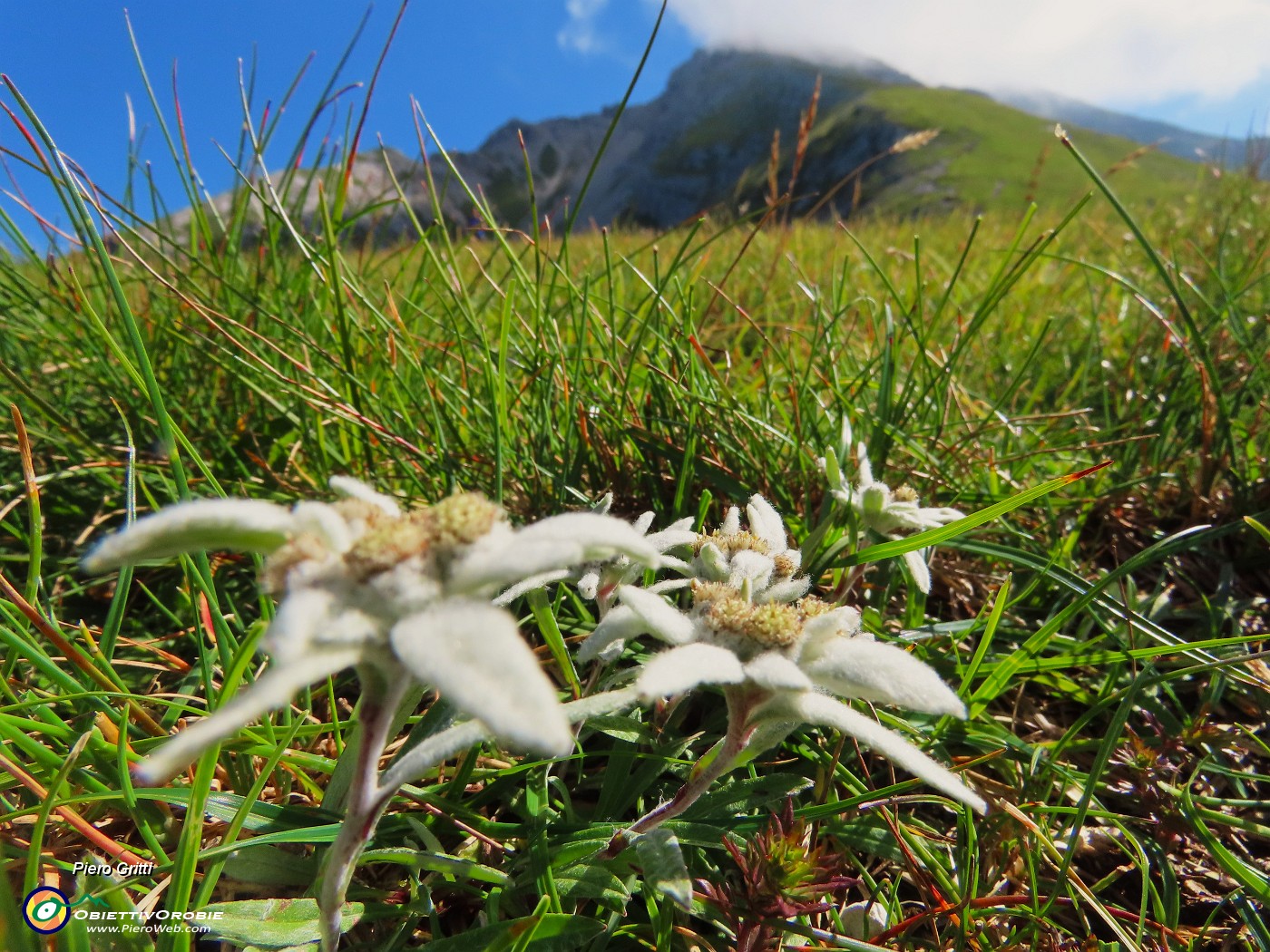 19 Leontopodium alpinum (Stella alpina).JPG